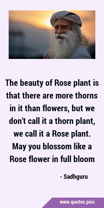 The beauty of Rose plant is that there are more thorns in it than flowers, but we don