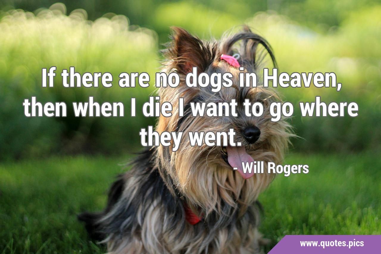 are there dogs in heaven